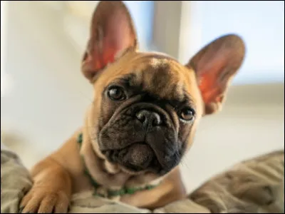 Allez... Une toute dernière question... Quelle est cette race de chien ?