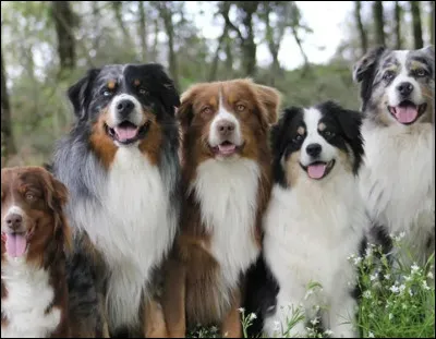 Quelle est cette race de chien ?