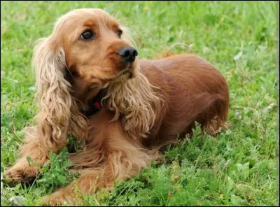 Quelle est cette race de chien ?