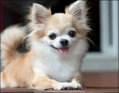 Quelle est cette race de chien ?