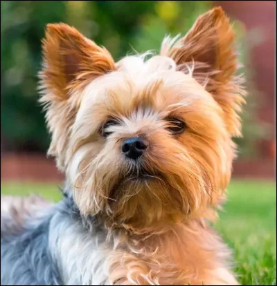 Quelle est cette race de chien ?