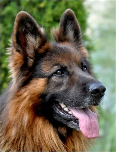 Quelle est cette race de chien ?