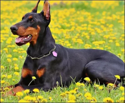 Quelle est cette race de chien ?