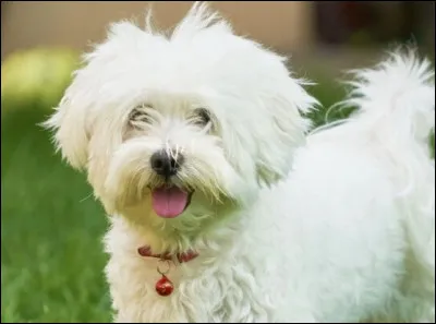 Quelle est cette race de chien ?