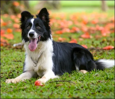 Quelle est cette race de chien ?