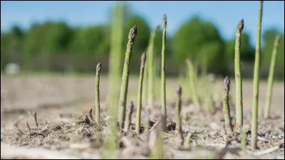 L'asperge est un légume consommé depuis très longtemps, au moins 2 000 ans. Les Romains et les Égyptiens la cultivaient déjà.
Vrai ou faux ?