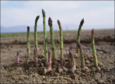 Quel est le plus grand producteur d'asperges ?