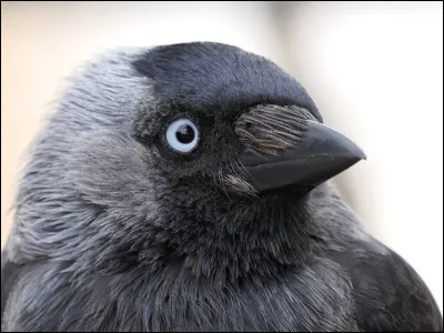 Km 31,4 : Les Garcins. Hameau du village "Dévoluy", comme le reste de la région, son sol révèle de nombreuses cavités dues au vent et à la pluie. Comment s'appellent ces trous propices à la spéléologie ?