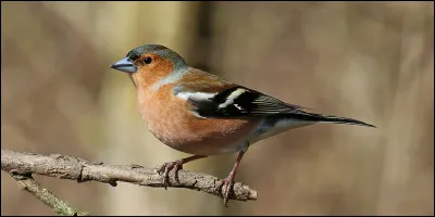 Km 41,9 : Saint-Disdier. En 1935, une petite fille est née dans ce village, elle allait devenir une speakerine célèbre et une journaliste. Laquelle est-ce ?