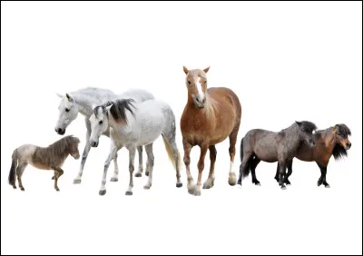 As-tu des animaux chez toi ? Si oui, lequels ? (1)