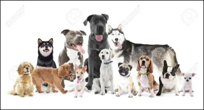 As-tu des animaux chez toi ? Si oui, lequels ? (2)