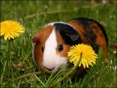 Pourquoi les cochons d'Inde claquent-ils des dents ?