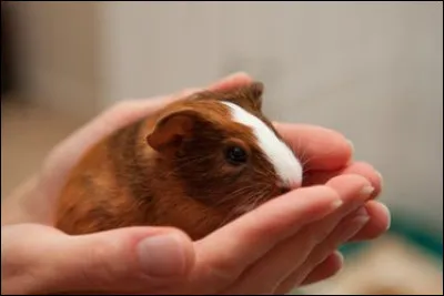 Pourquoi les cochons d'Inde sont-ils si peureux ?