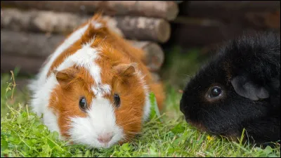 Quel est le cri du cochon d'Inde ?