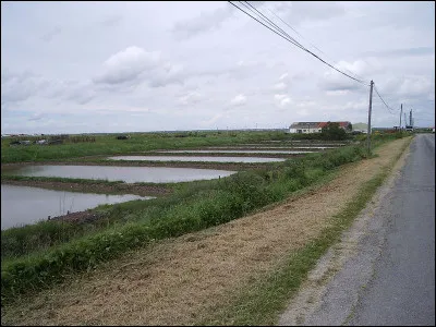 Quel rugbyman français a marqué le plus d'essais dans le championnat de France ?