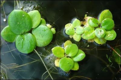 Populairement, un buveur d'eau est un...