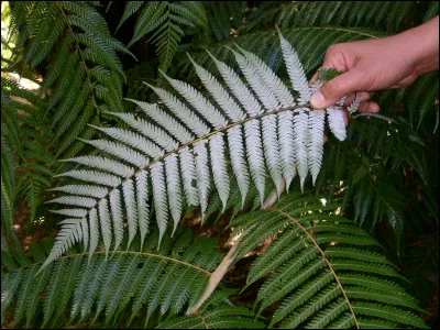 Quel est l'emblème de la Nouvelle-Zélande ?