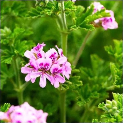 Quelle plante, qui peut être palustre ou sanguine, est souvent assimilée au pélargonium ?