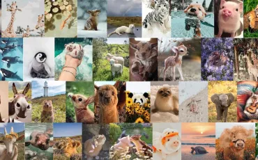 Quiz Animaux