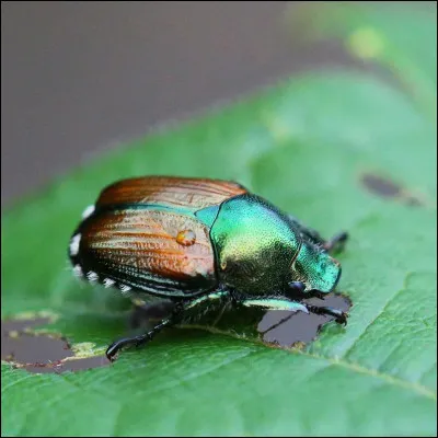 Dans l'antiquité, de quel pays le scarabée était-il un symbole ?