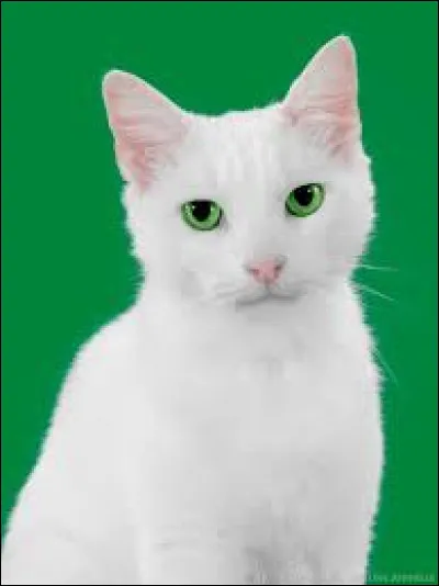 Dans quelle publicité télévisée voit-on ce chat blanc, nommé Ramsès ?