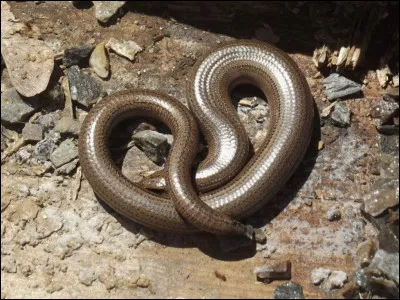 Quel est ce reptile surnommé "serpent de verre" ?
