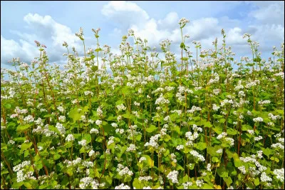 Km 14,7 : Saint-Clément-sur-Durance. Il était une fois, une tour à l'entrée de la vallée, elle est là depuis très longtemps, le XIIIe siècle. C'est la tour Saint-Clément, comment est-elle dite aussi ?