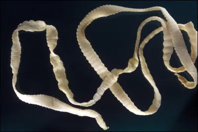 Km 67,7 : Jausiers. C'est dans les murs de l'ancienne caserne du 11e bataillon de chasseurs alpins que se pratique un certain élevage. Duquel s'agit-il ?