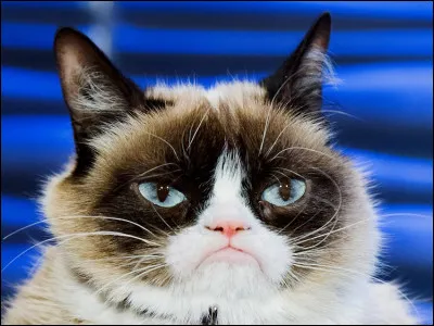 Comment ''Grumpy Cat'' est-il devenu célèbre ?