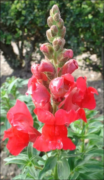 Jean-Charles Dudrumet a réalisé quatre films. Celui de 1961, c'est...