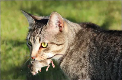 Quelle est la couleur de tes yeux ?