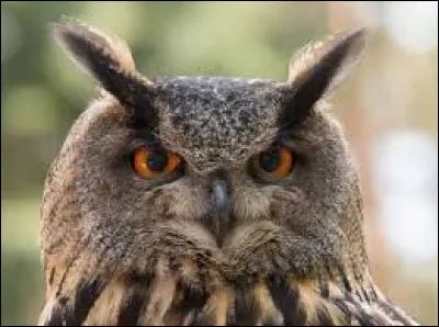 " Hibou hululant en soirées, annonce une bel journée. Le rouge-gorge haut perché, le beau temps va duré, s'il chante le matin, beau temp certain. " Dans ce dicton plusieurs fautes se sont glissées, combien ?