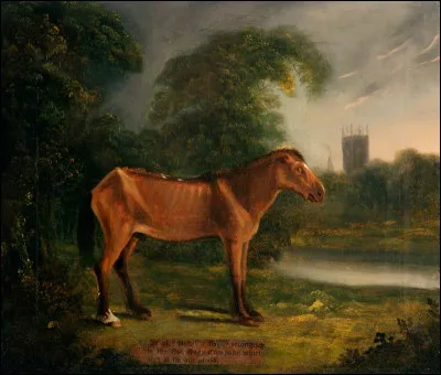 Quels sont le nom et le record du cheval détenant le record de longévité ?