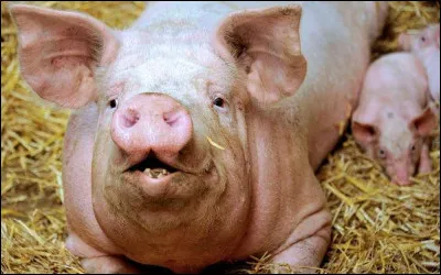 Comment s'appelle le nez du cochon ?