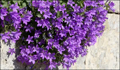 Quelle est cette plante ?