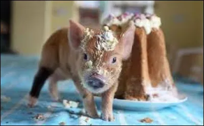 Quel objet prend souvent la forme d'un cochon ?