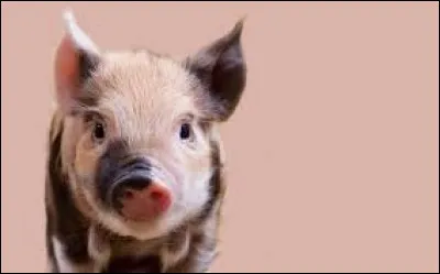 Comment s'appelle la fillette de "La Famille Cochon" ?