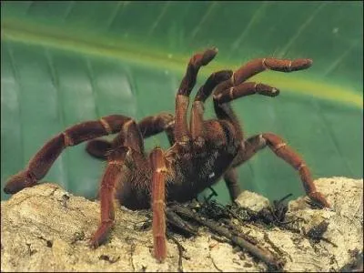 Les mygales d'Amrique du Nord sont des araignes mortelles.