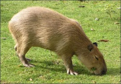 Le capybara (ou cabiai) est le plus gros rongeur du monde. Il est grand comme :