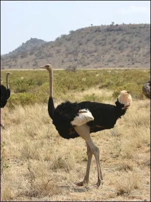 L'autruche cache sa tte dans le sable quand elle a peur.