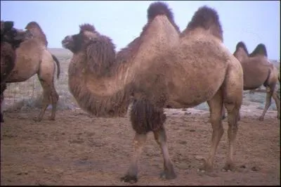 De quoi sont faites les bosses du chameau ?