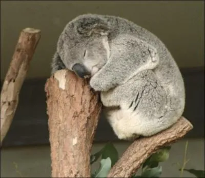Le koala est un animal qui dort beaucoup. Combien d'heures par jour ?