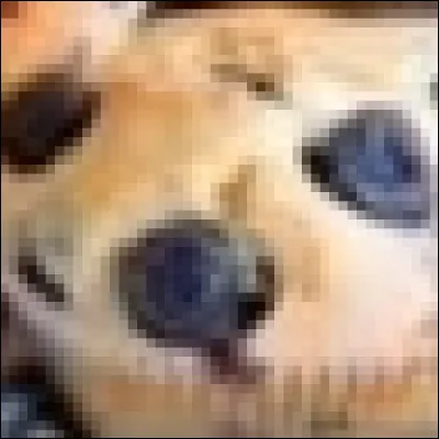 Chihuahua ou muffin aux myrtilles ?