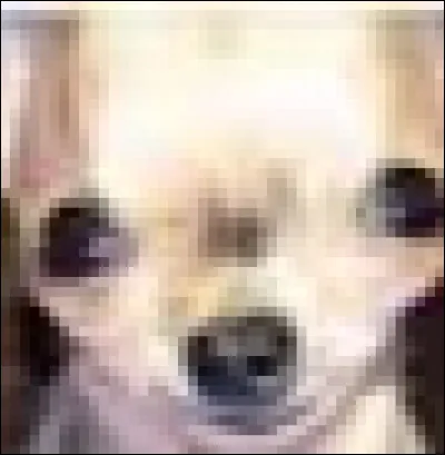 Chihuahua ou muffin aux myrtilles ?