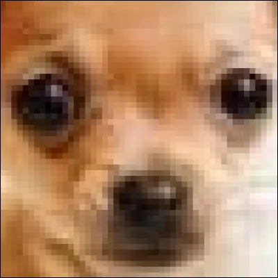 Chihuahua ou muffin aux myrtilles ?