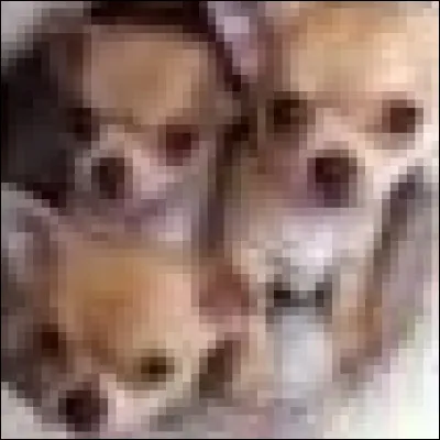 Chihuahuas ou muffins aux myrtilles ?