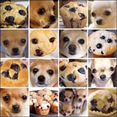 Et pour finir, combien y a-t-il de chihuahuas et de muffins aux myrtilles sur cette photo ?