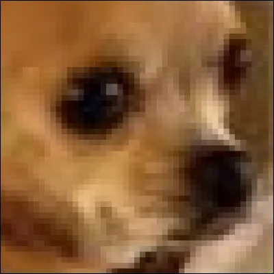 Chihuahua ou muffin aux myrtilles ?