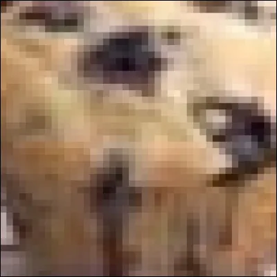 Chihuahua ou muffin aux myrtilles ?