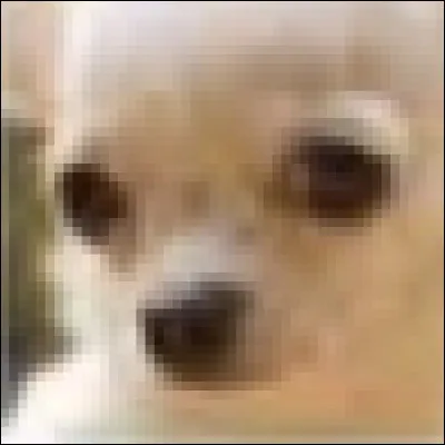 Chihuahua ou muffin aux myrtilles ?